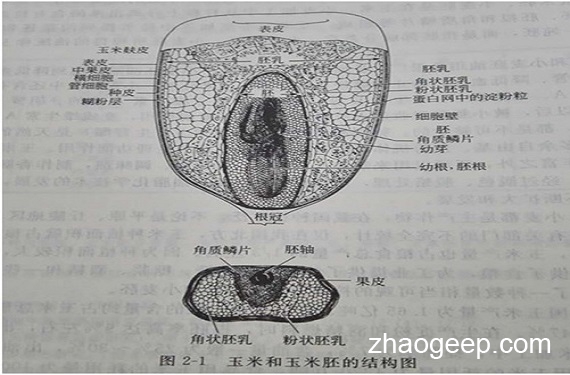 兆格分享：液壓榨油機壓榨玉米坯芽工藝