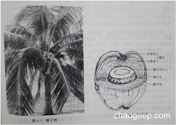 兆格分享：液壓榨油機壓榨椰子油的應用